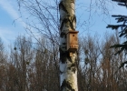 budka SPES wisi na drzewie w Chorzowie